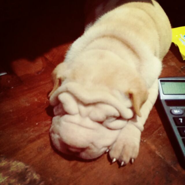 Shar Pei Dog Price Philippines